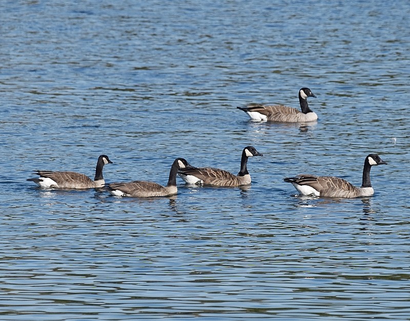Canada Goose - ML642917437