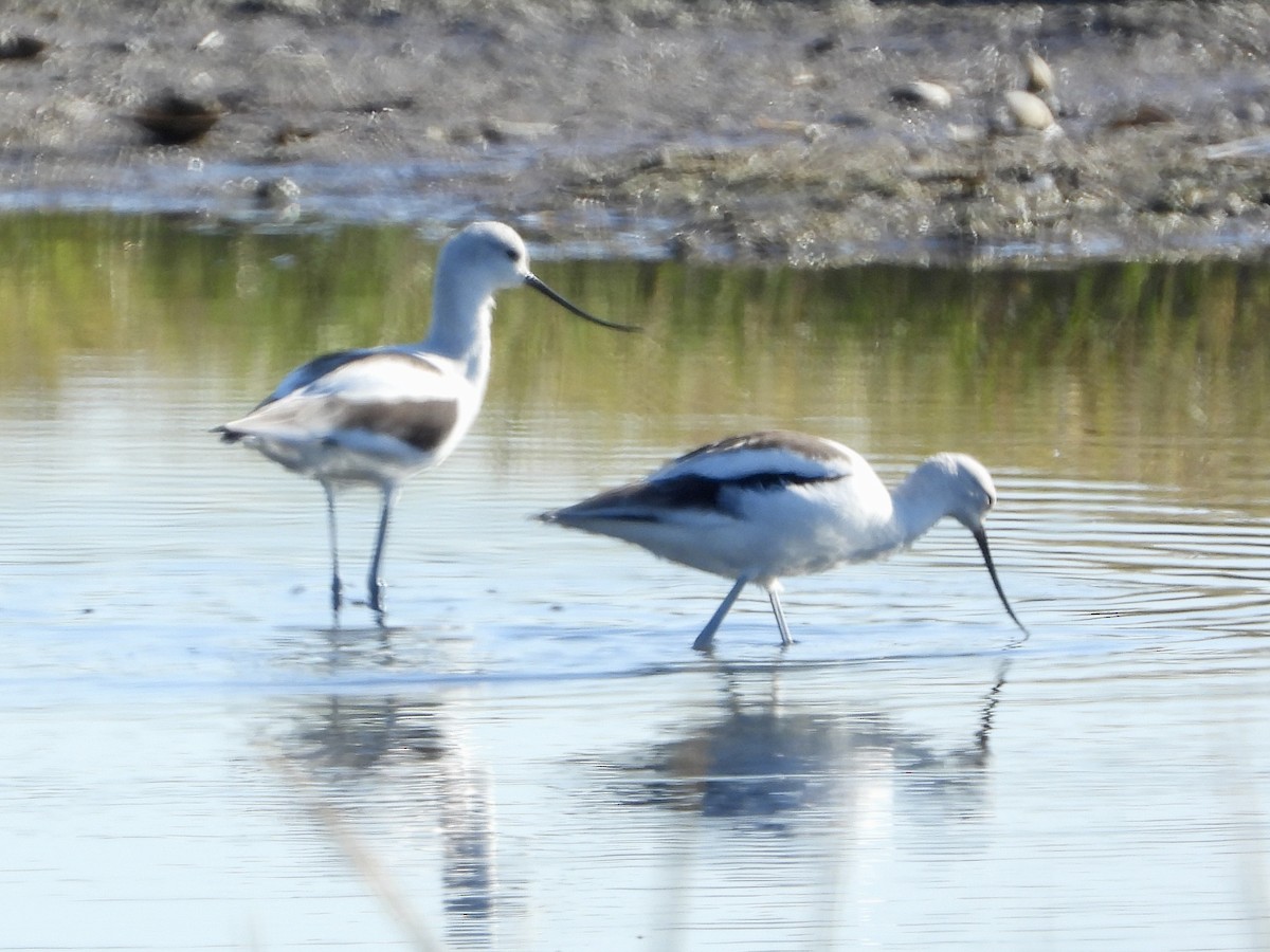 American Avocet - ML642917438