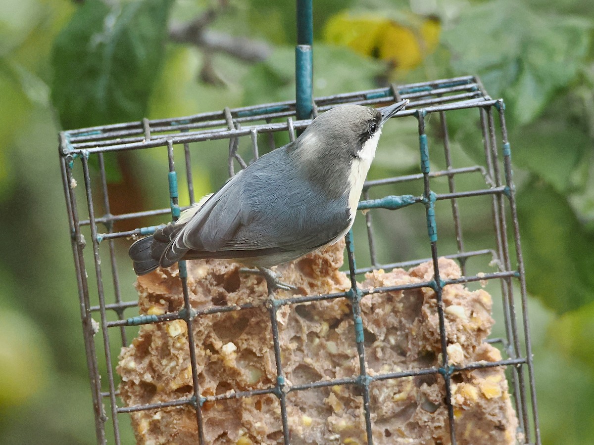 Pygmy Nuthatch - ML642917444