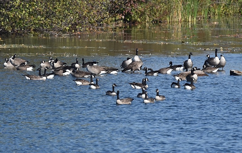 Canada Goose - ML642917455