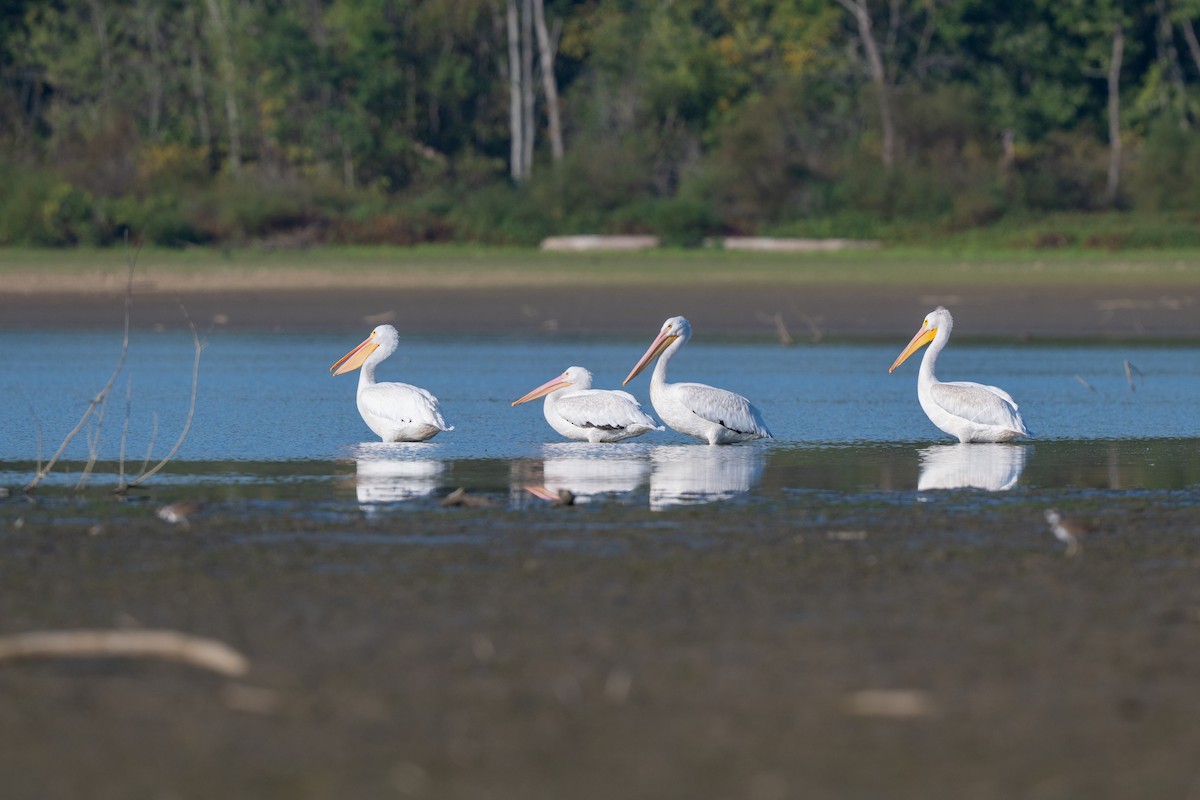 American White Pelican - ML642917475