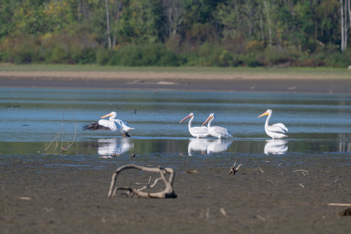 American White Pelican - ML642917476
