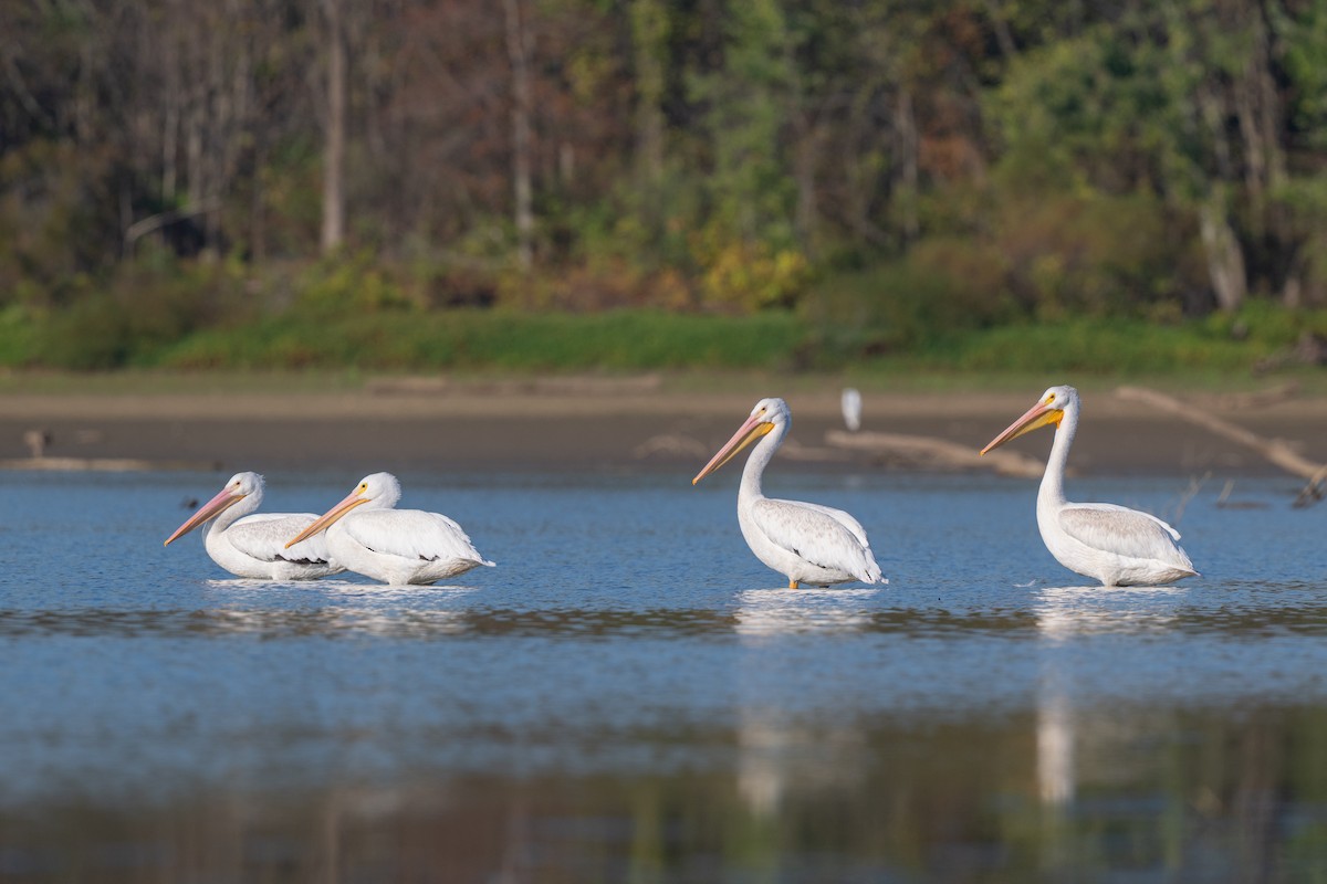 American White Pelican - ML642917477