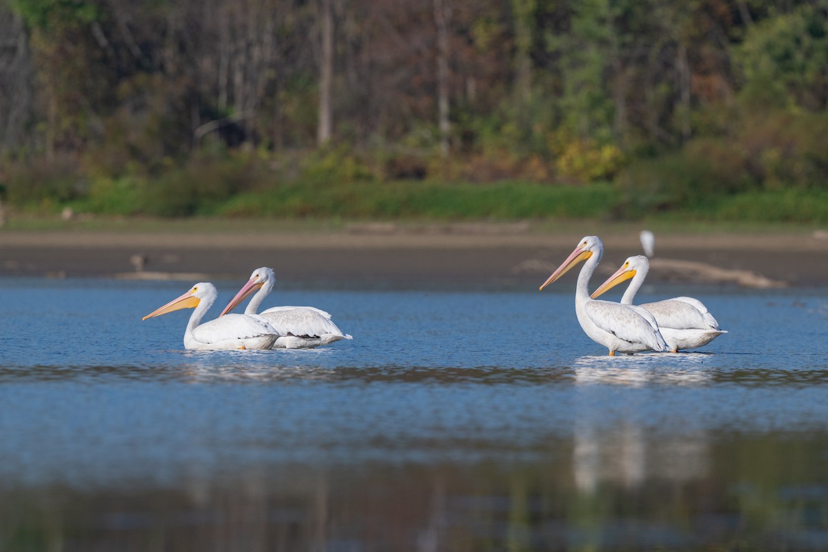 American White Pelican - ML642917478