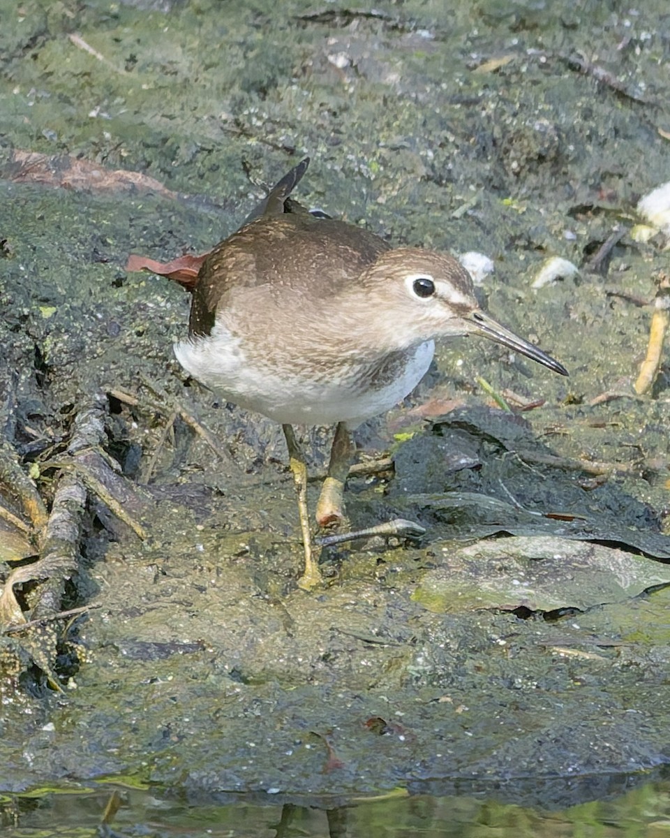 Solitary Sandpiper - ML642917479