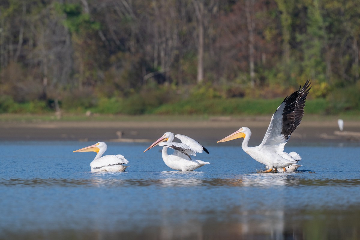 American White Pelican - ML642917481