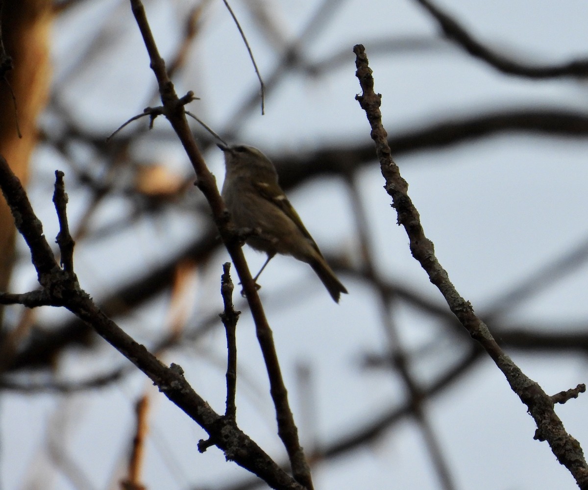 Roitelet à couronne dorée - ML642917499
