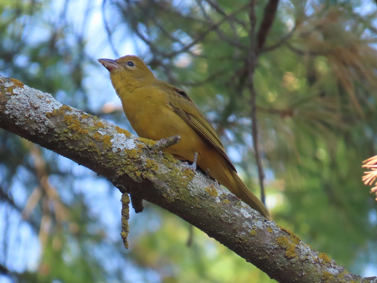 Summer Tanager - ML642917502