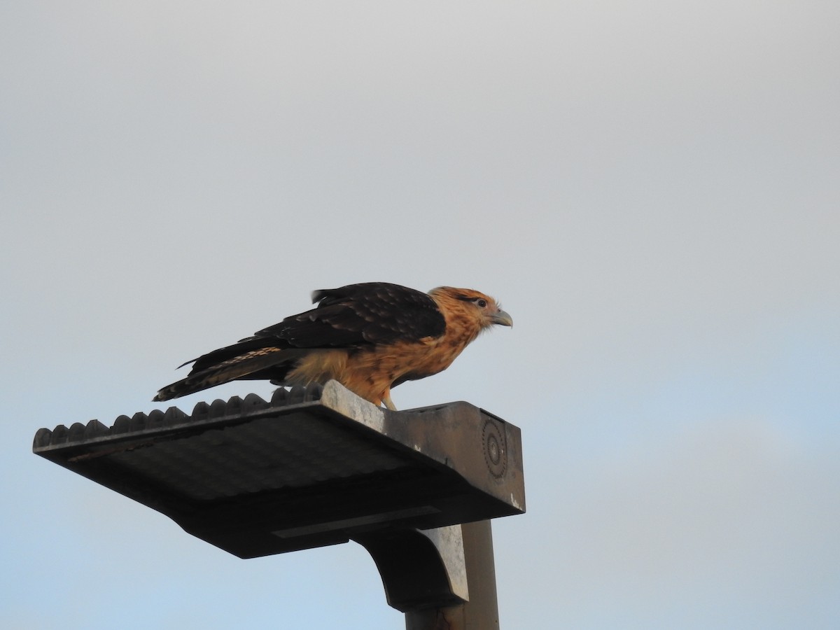 Yellow-headed Caracara - ML642917506