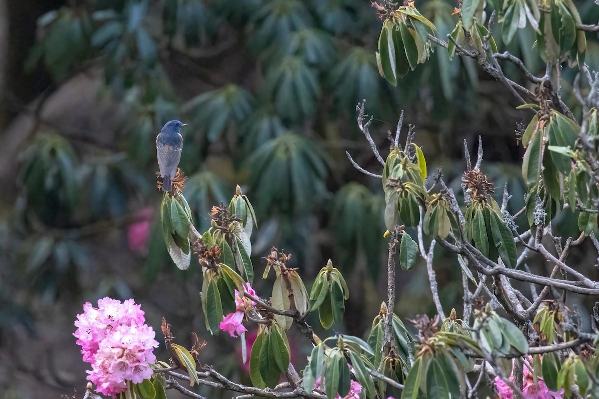 Blue-fronted Redstart - ML642917509