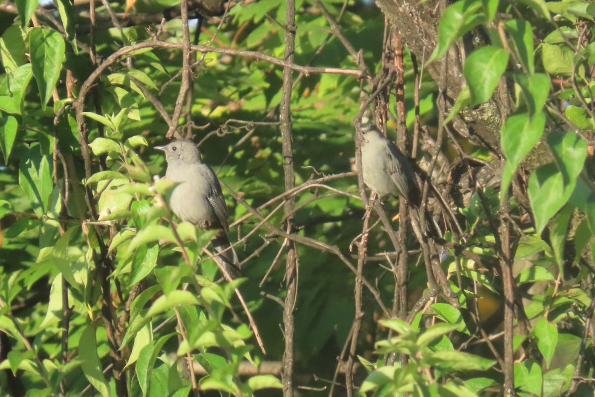 Gray Catbird - ML642917518