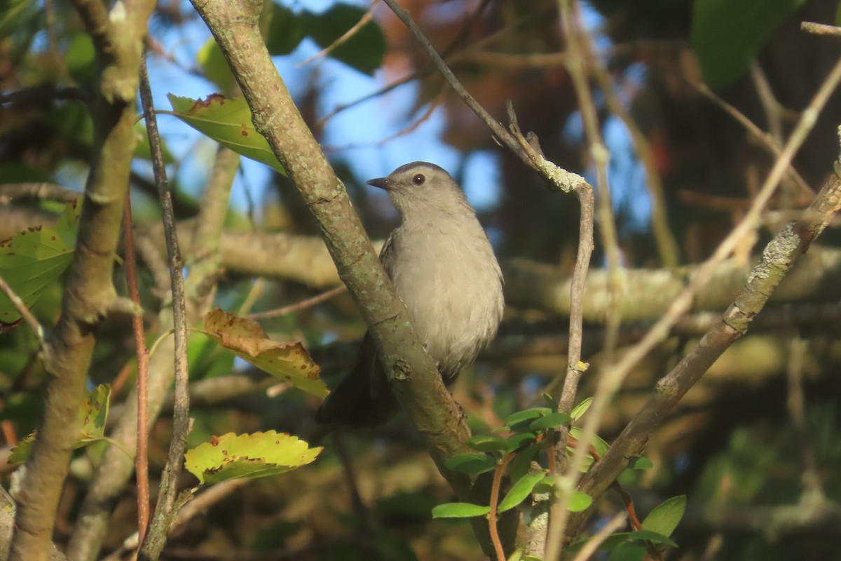 Gray Catbird - ML642917519