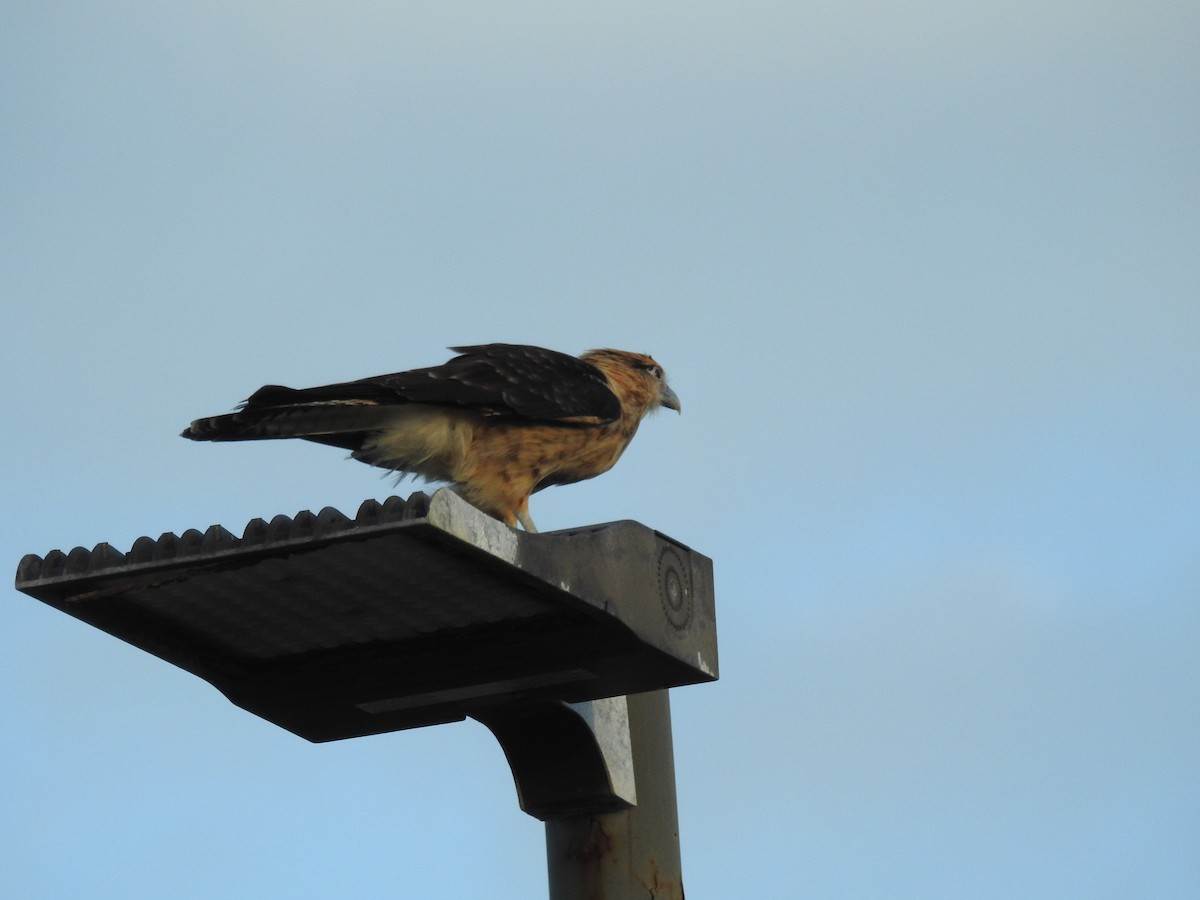 Yellow-headed Caracara - ML642917520