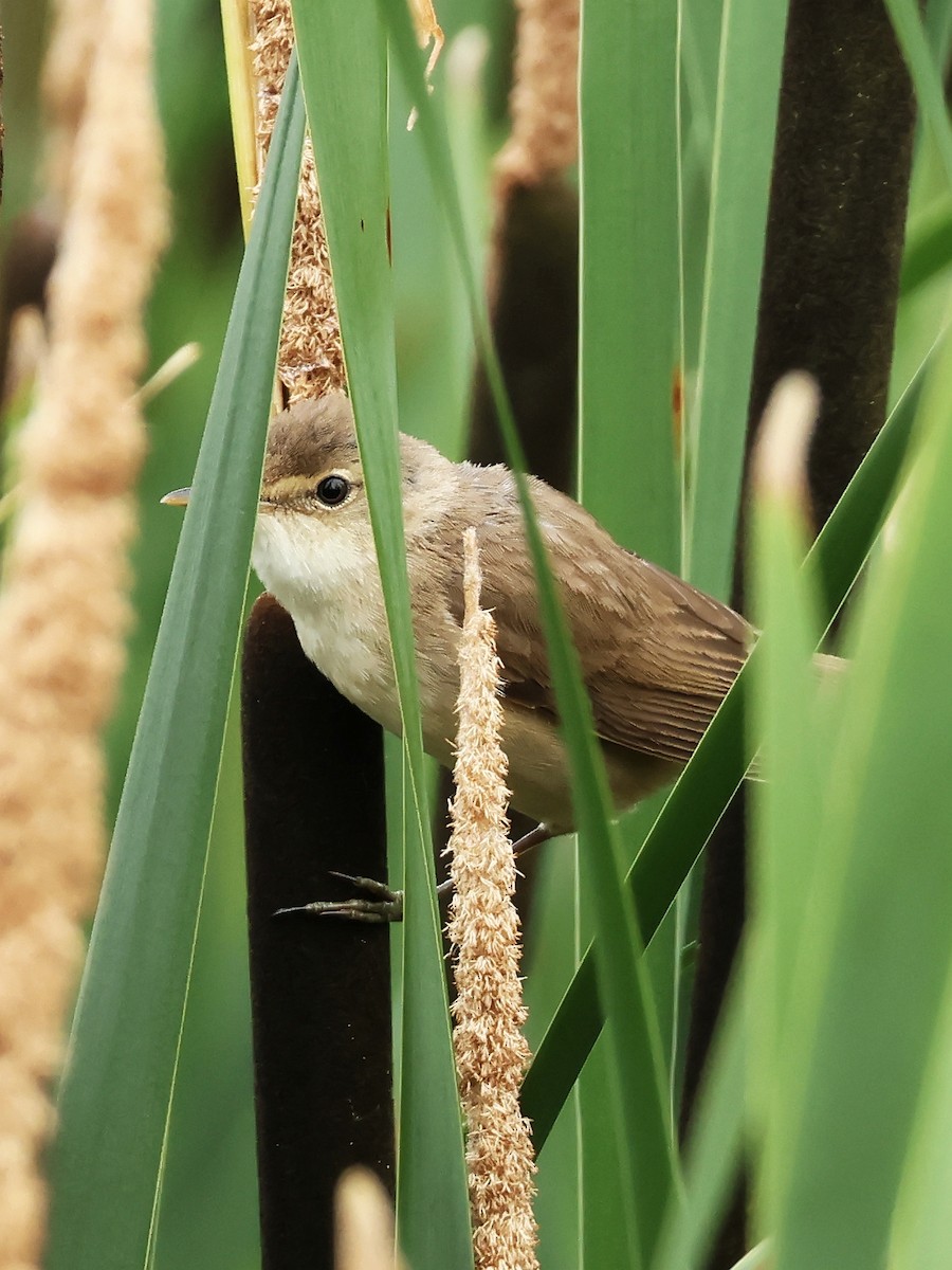 Common Reed Warbler - ML642917523