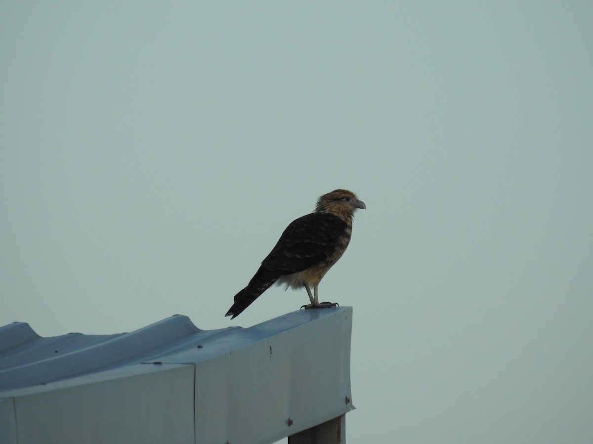 Yellow-headed Caracara - ML642917526