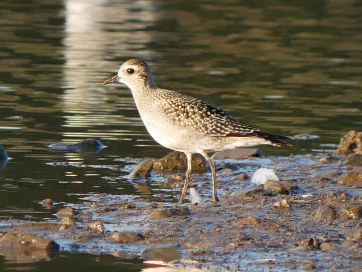 American Golden-Plover - ML642917539