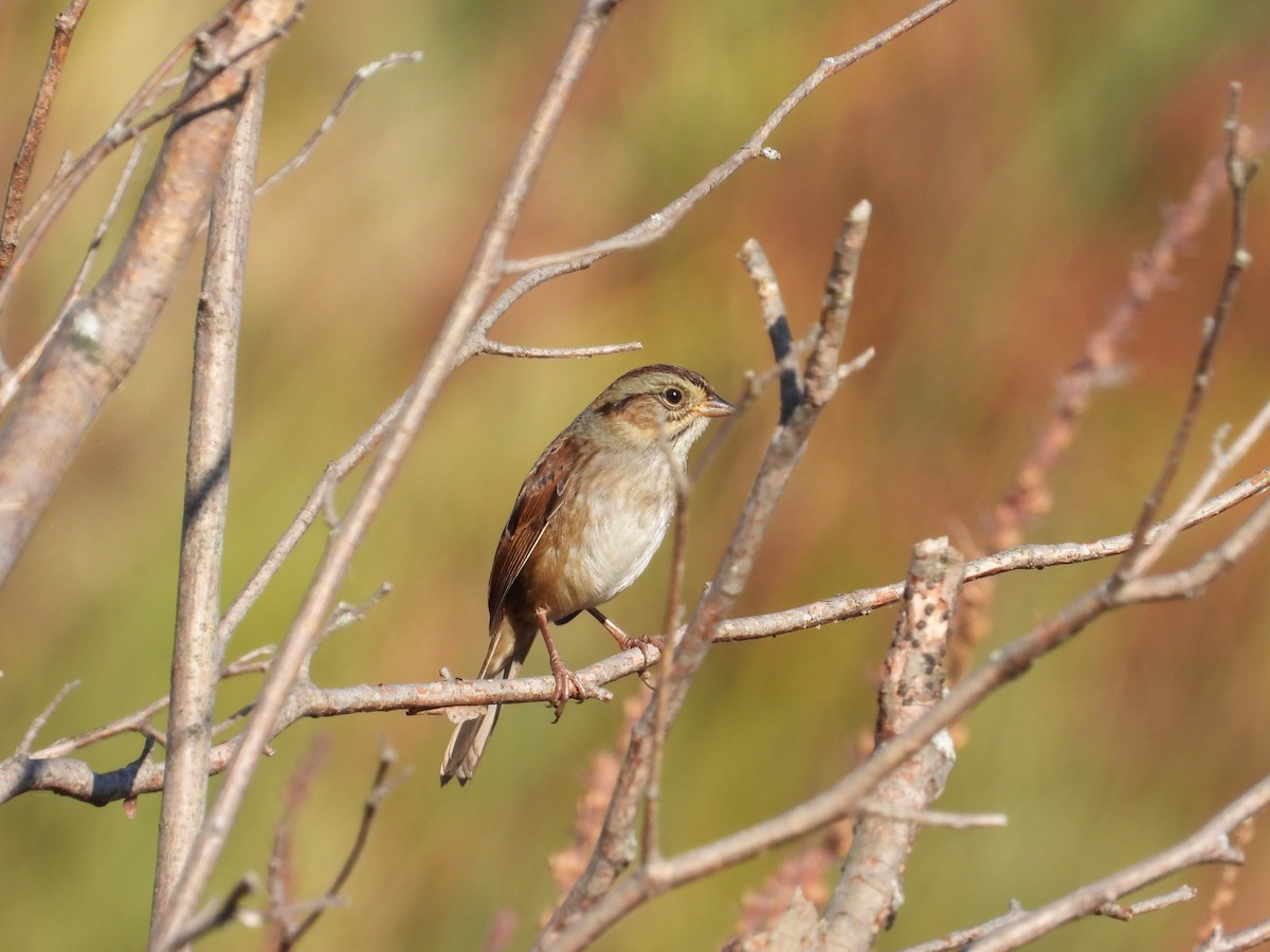 Swamp Sparrow - ML642917547