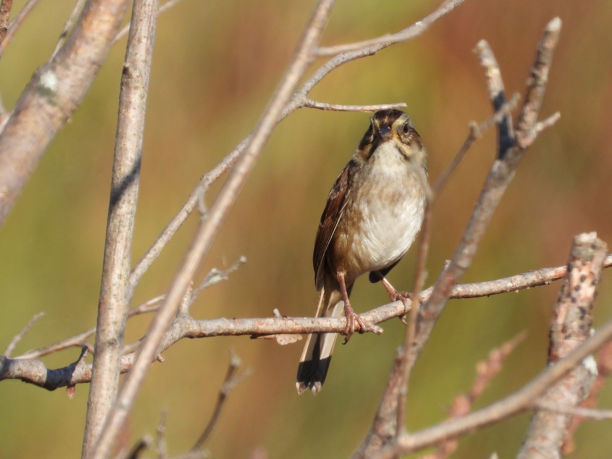 Swamp Sparrow - ML642917548