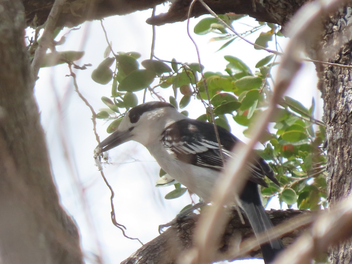 Hook-billed Vanga (Hook-billed) - ML642917549
