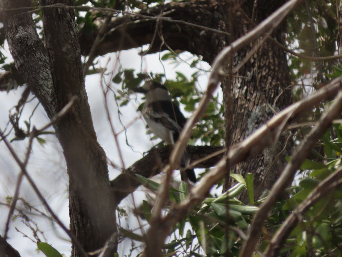 Hook-billed Vanga (Hook-billed) - ML642917550