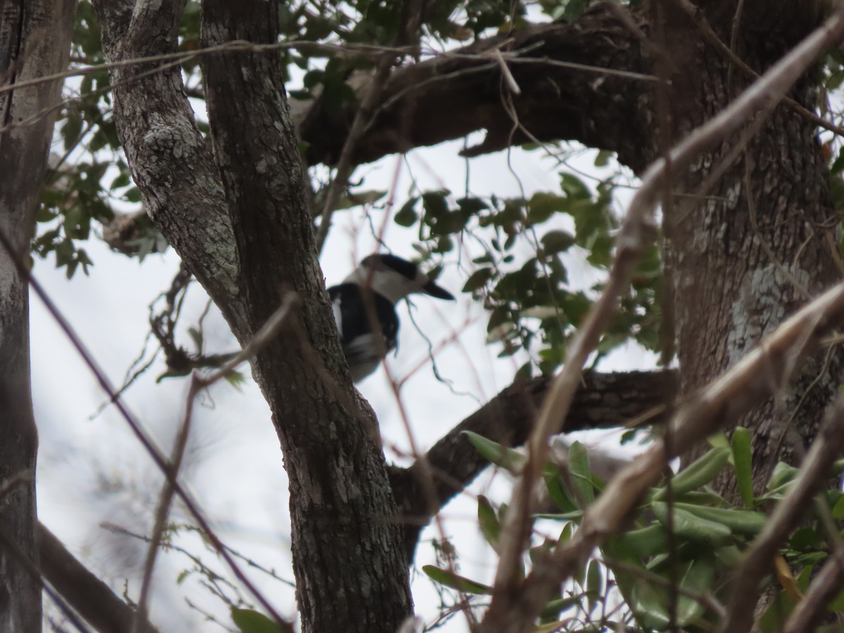 Hook-billed Vanga (Hook-billed) - ML642917551
