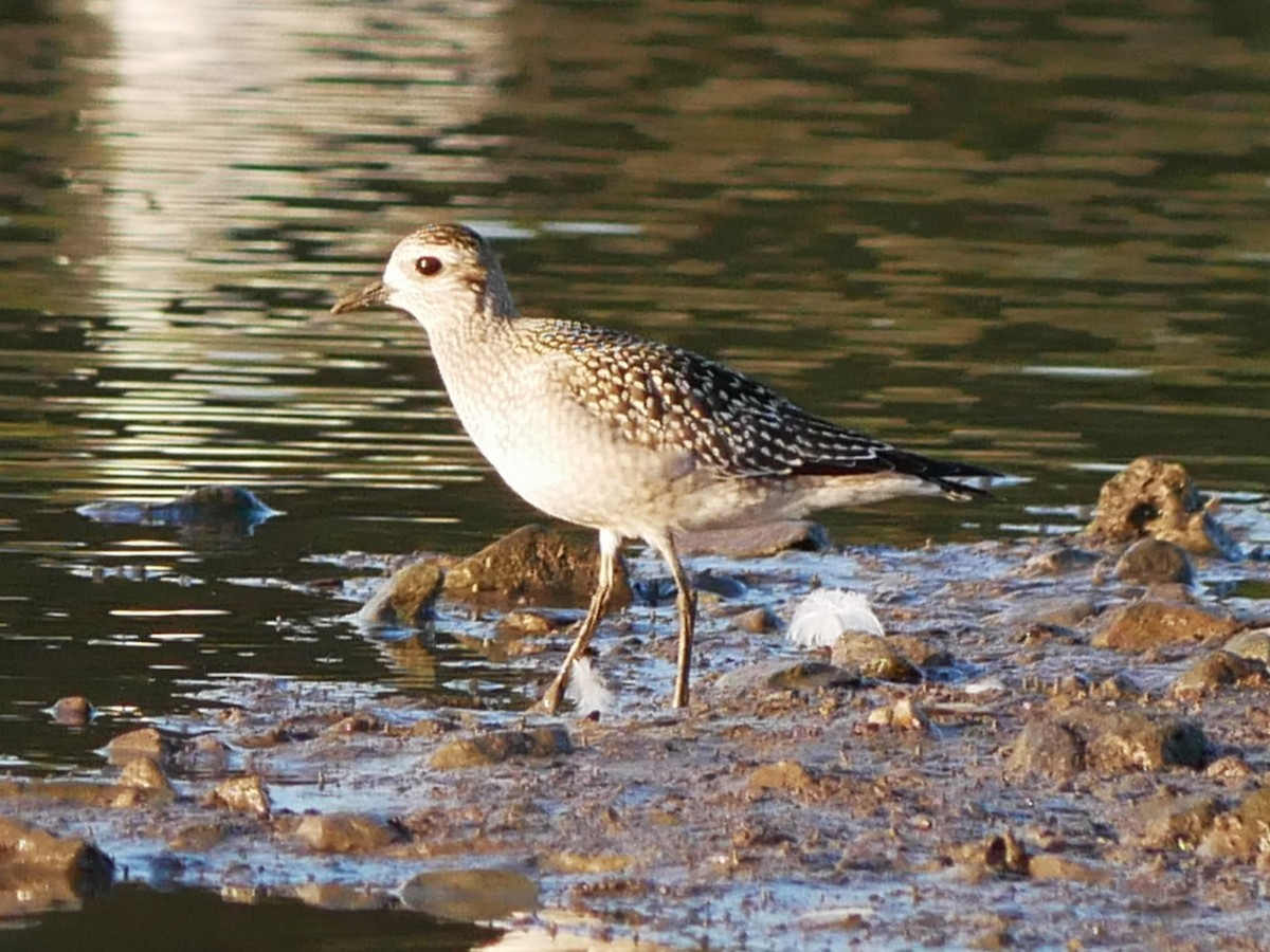 American Golden-Plover - ML642917555