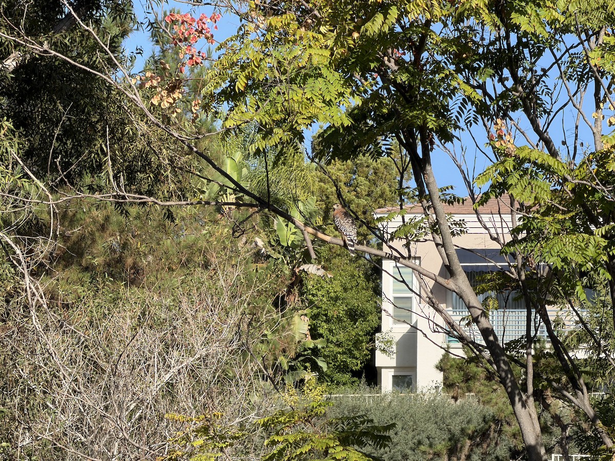 Red-shouldered Hawk - ML642917557