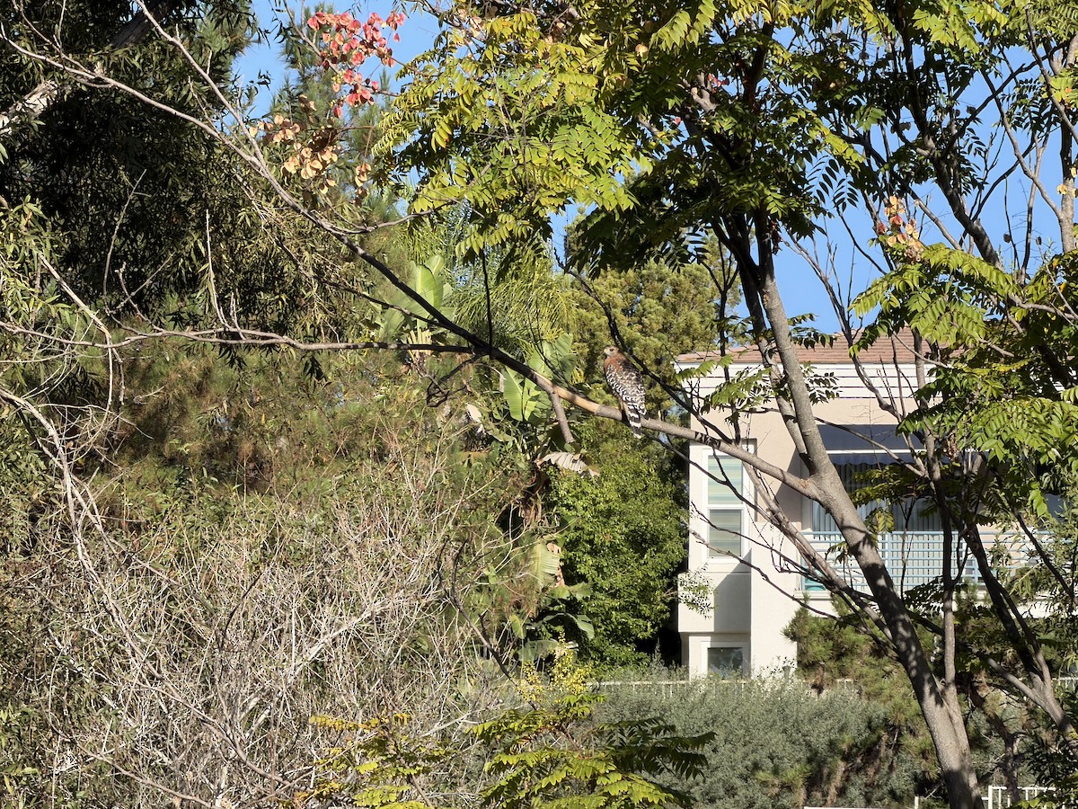 Red-shouldered Hawk - ML642917559