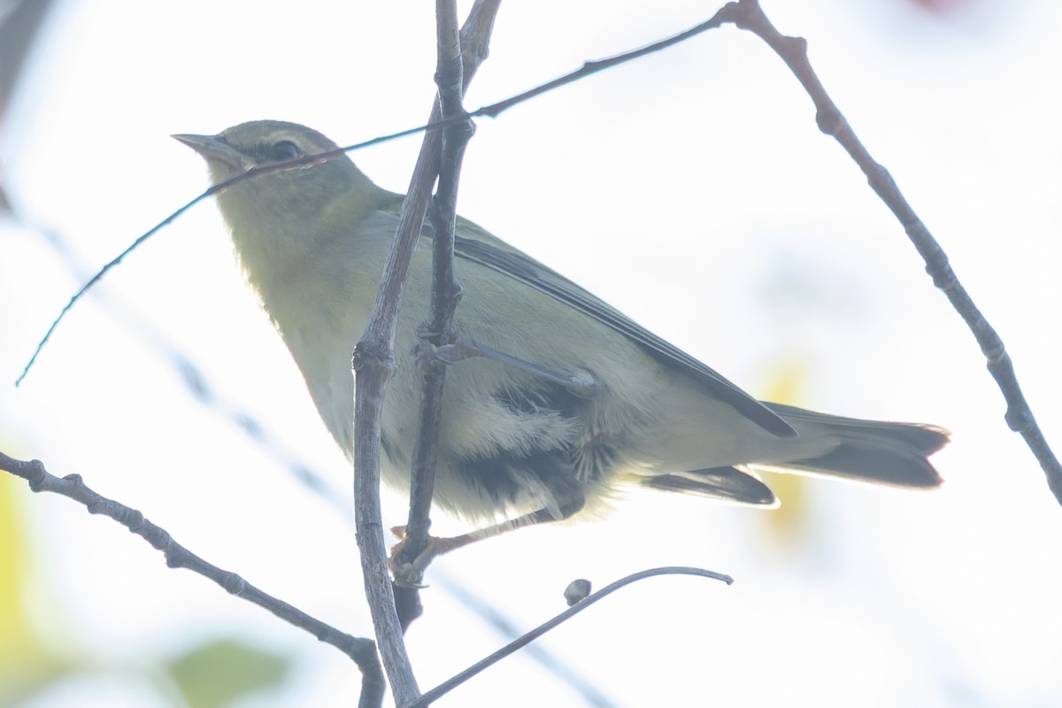 Tennessee Warbler - ML642917592