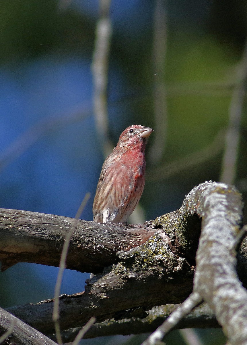 Purple Finch - ML642917594