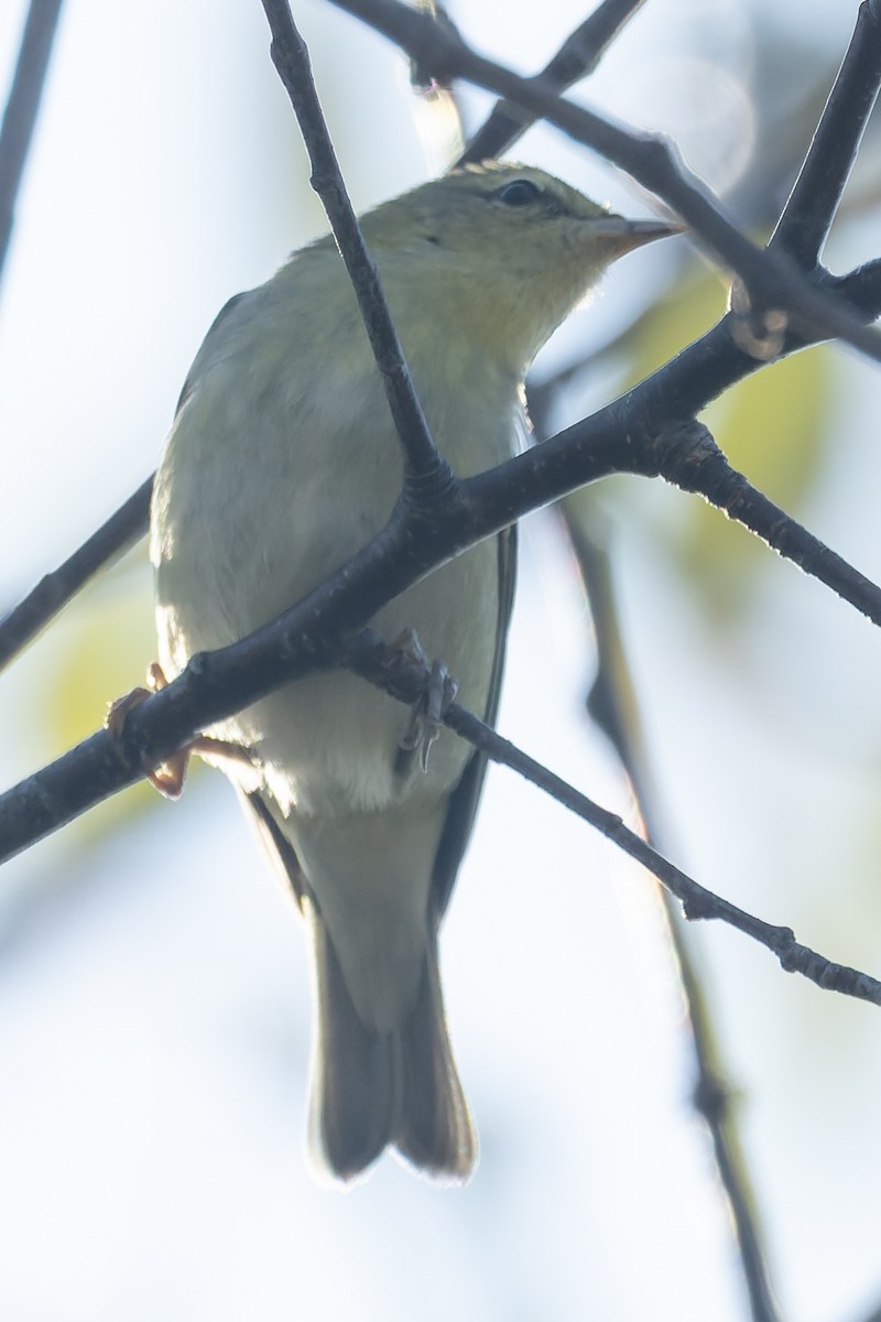 Tennessee Warbler - ML642917599