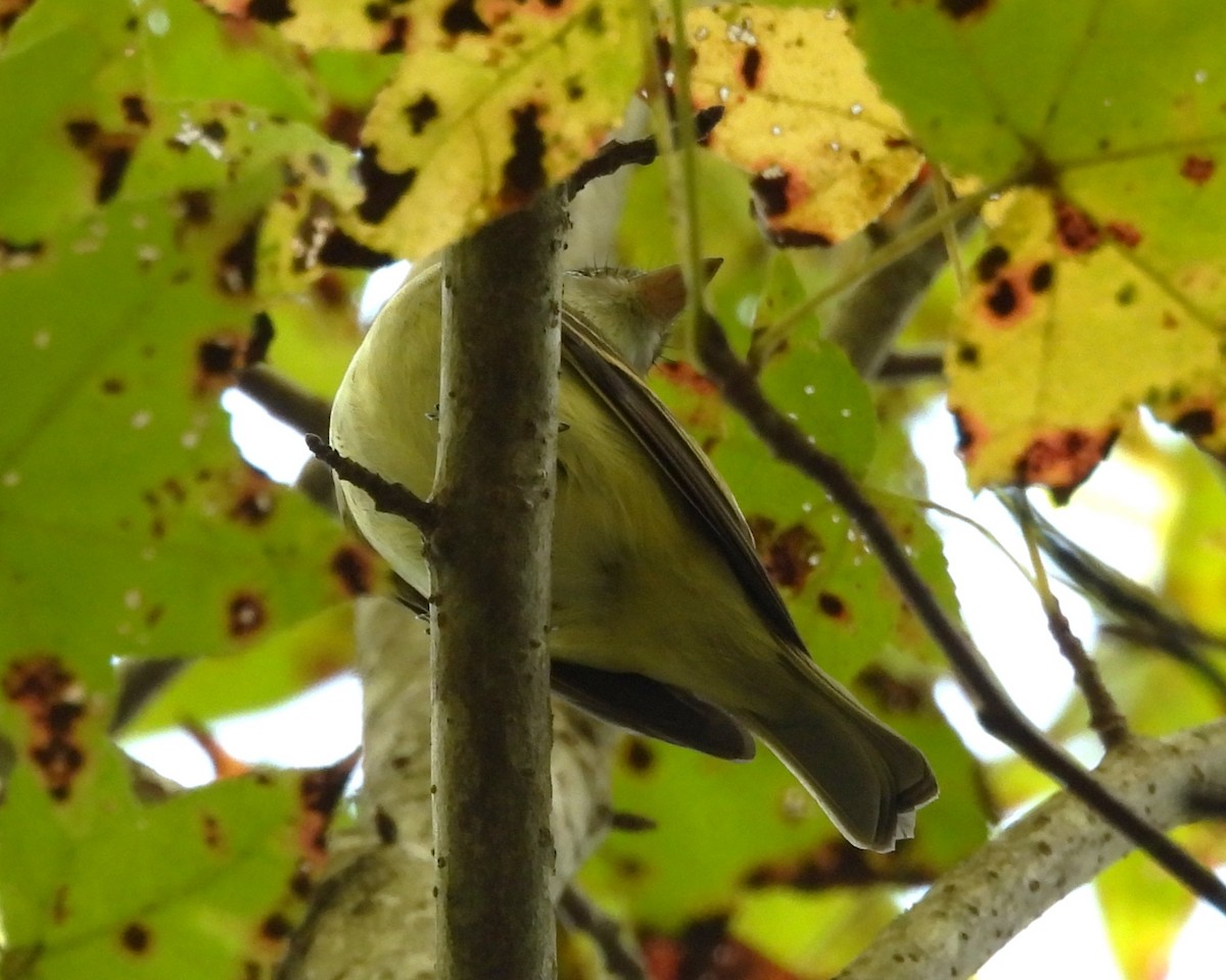 Acadian Flycatcher - ML642917617