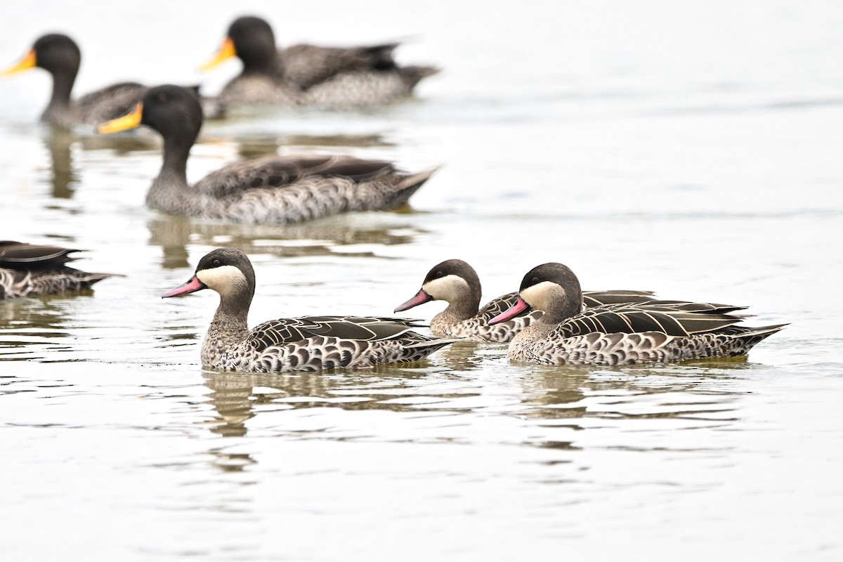 Red-billed Duck - ML642917625