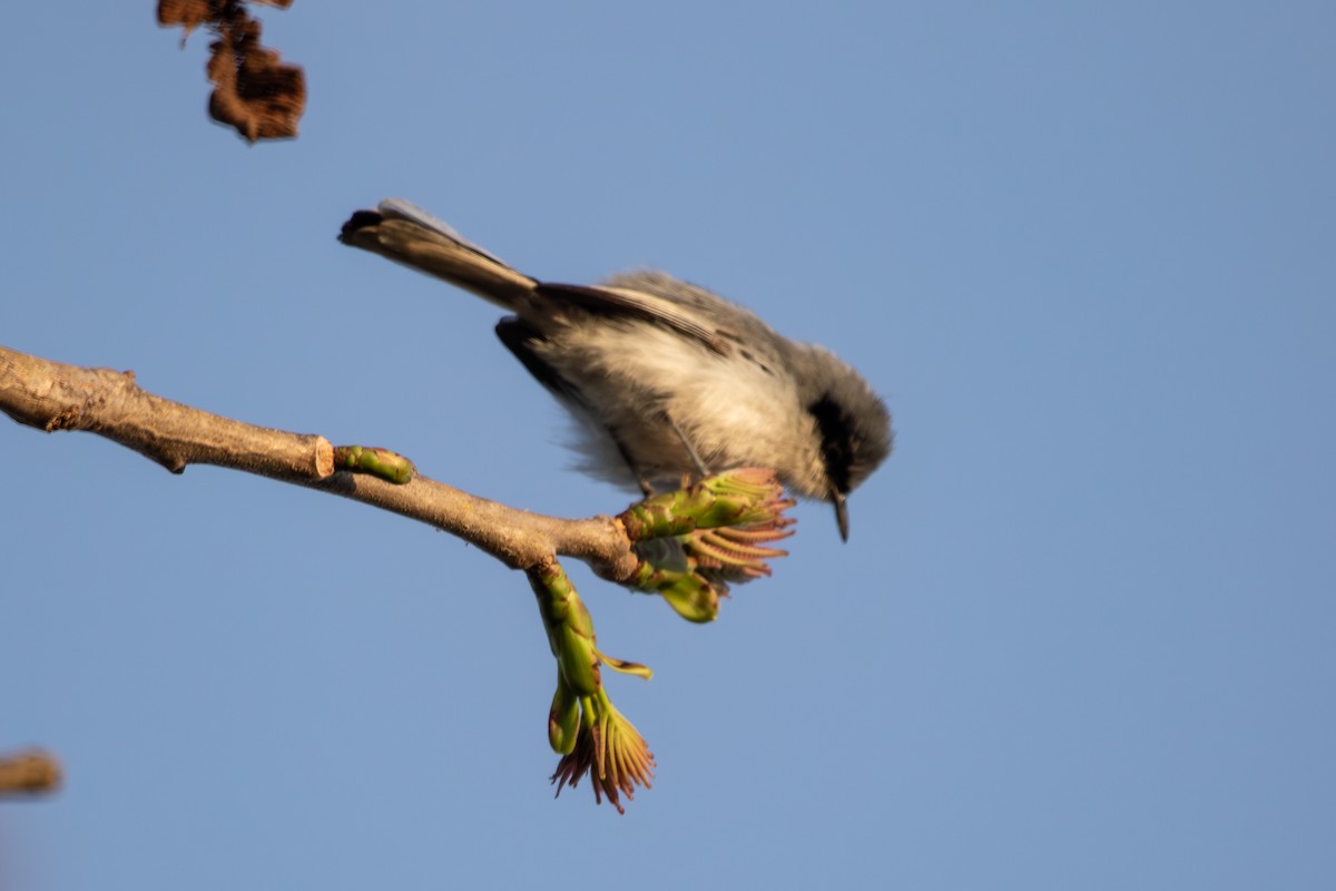Masked Gnatcatcher - ML642917628