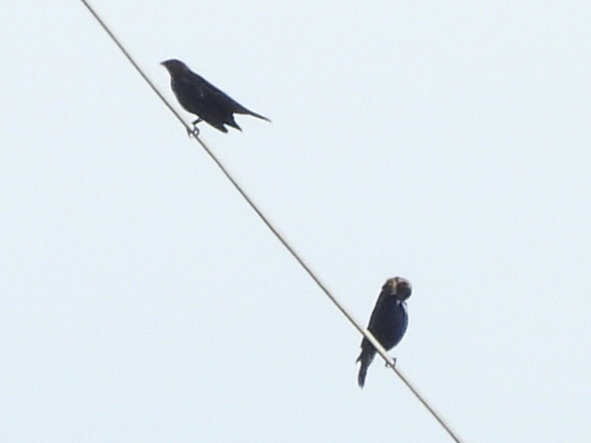 Brown-headed Cowbird - ML642917629