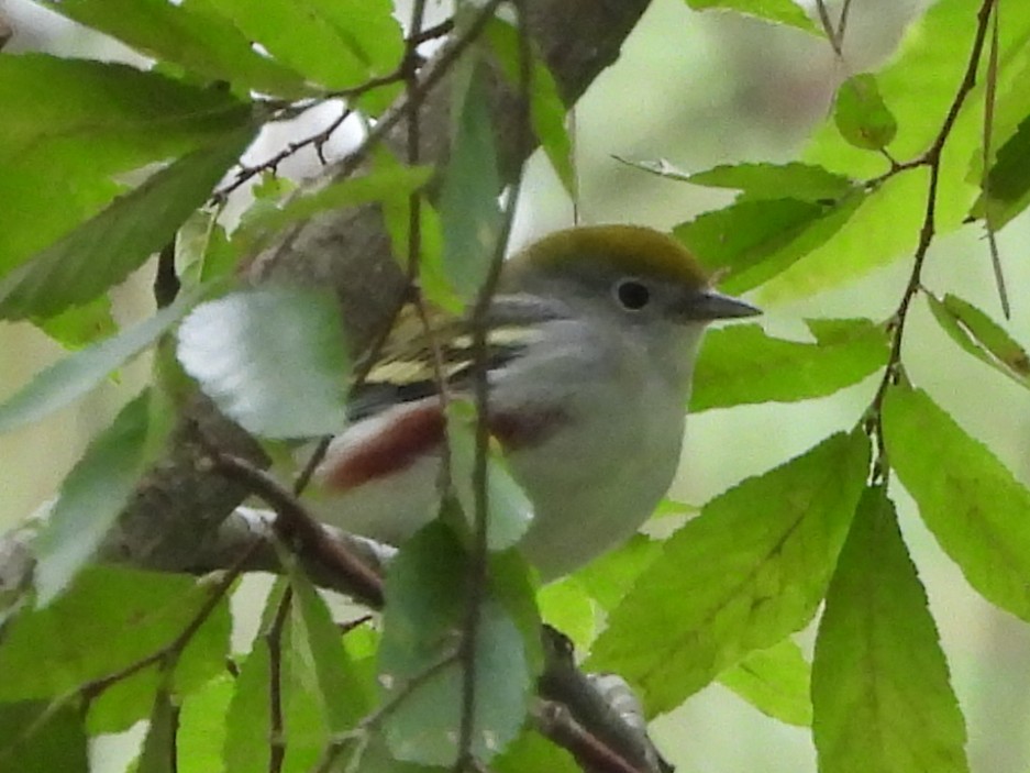 Chestnut-sided Warbler - ML642917635