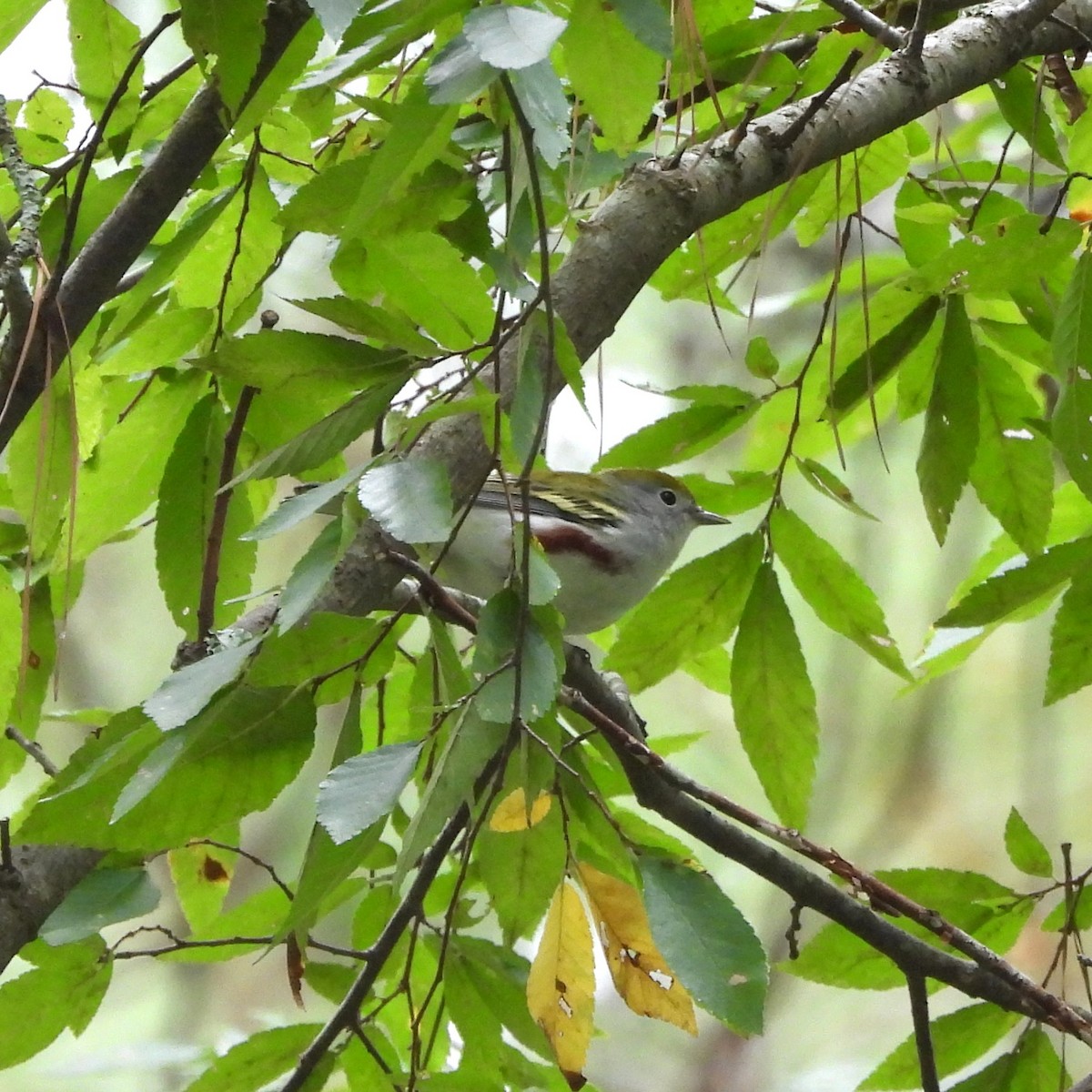 Chestnut-sided Warbler - ML642917639