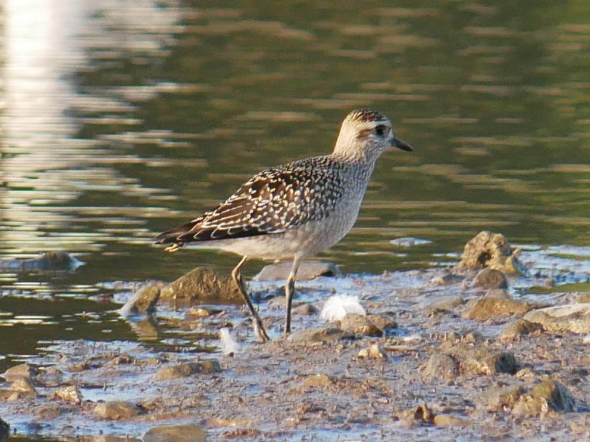 American Golden-Plover - ML642917661