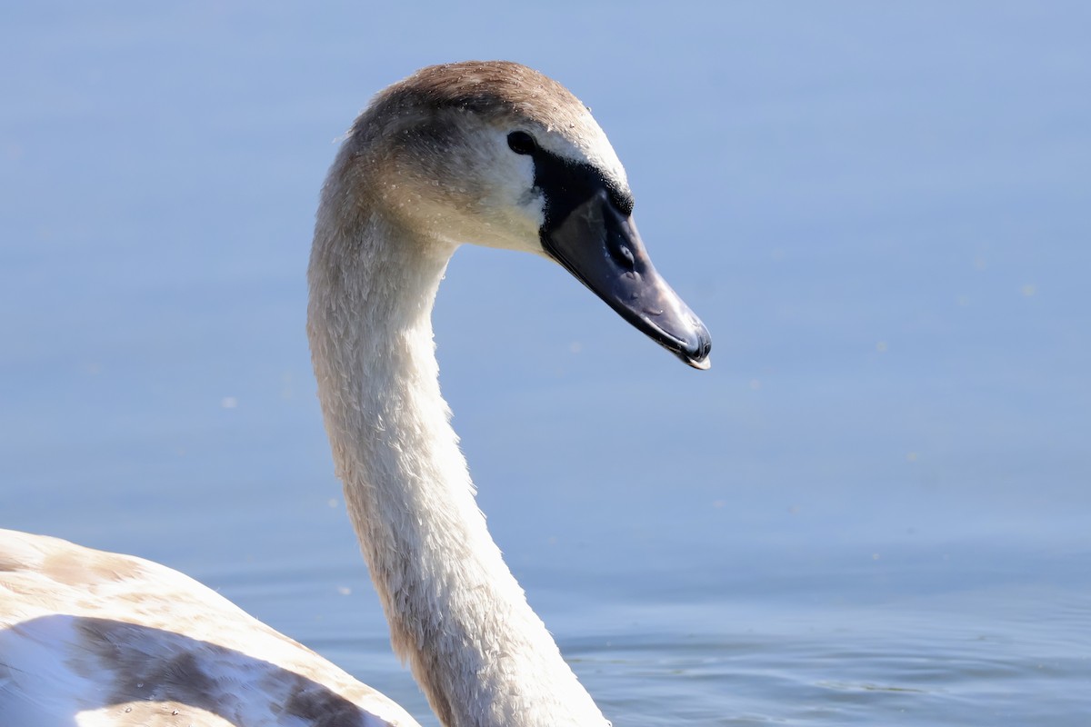 Cigno reale - ML642917671