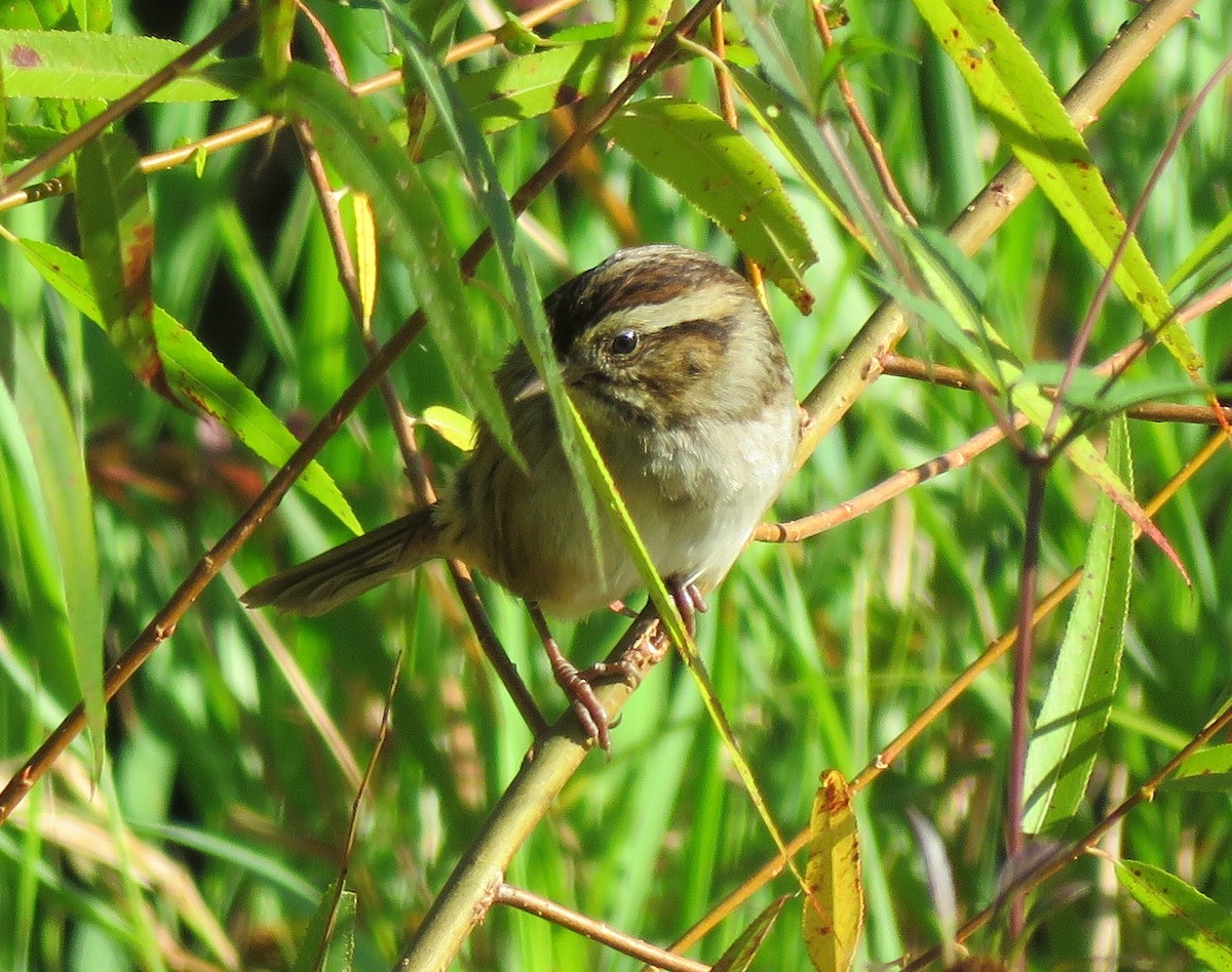 Swamp Sparrow - ML642917675