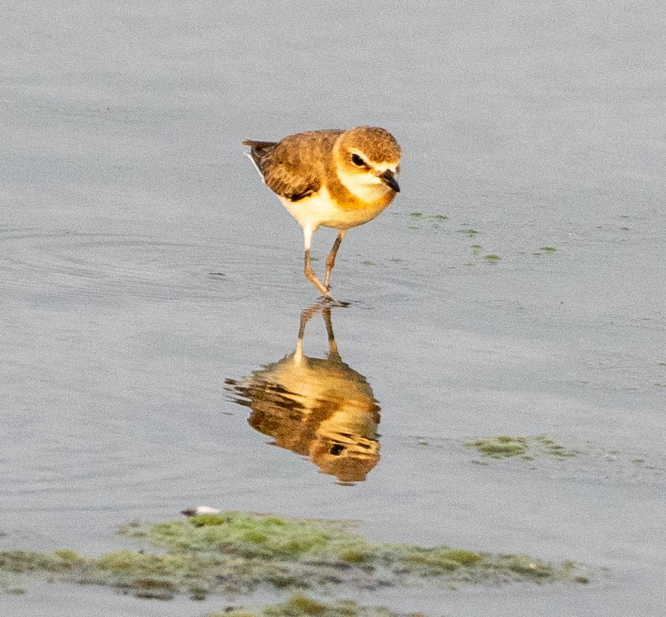Javan Plover - ML642917677
