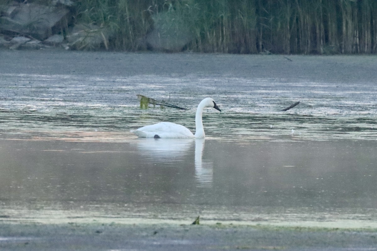 Trumpeter Swan - ML642917679