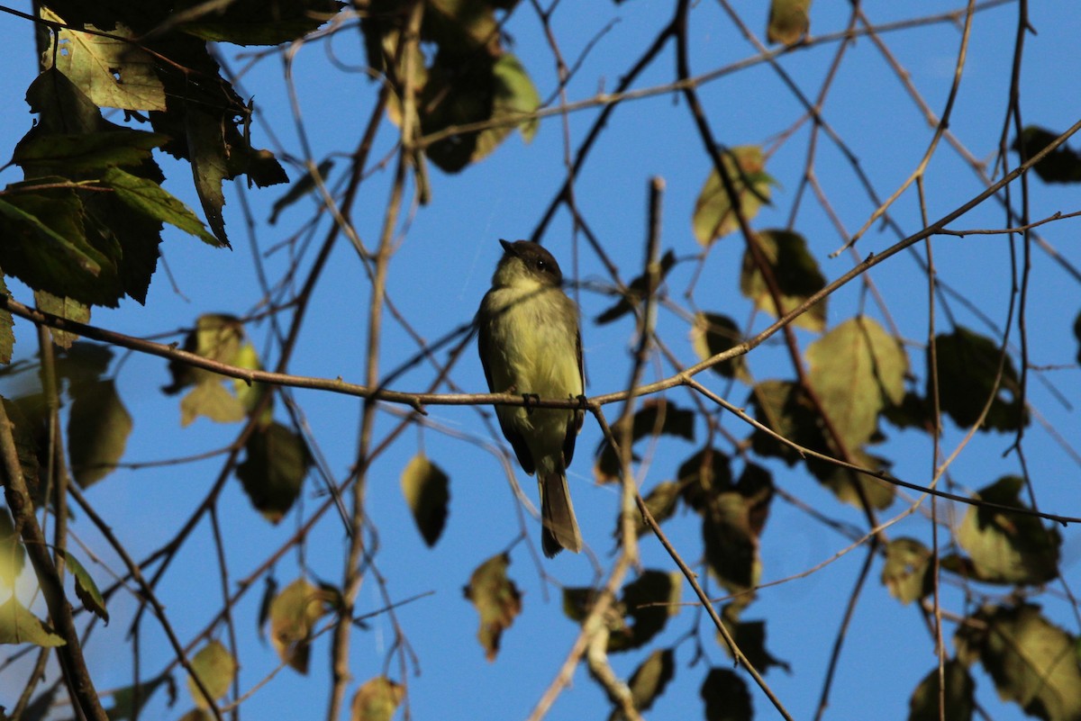 Eastern Phoebe - ML642917697
