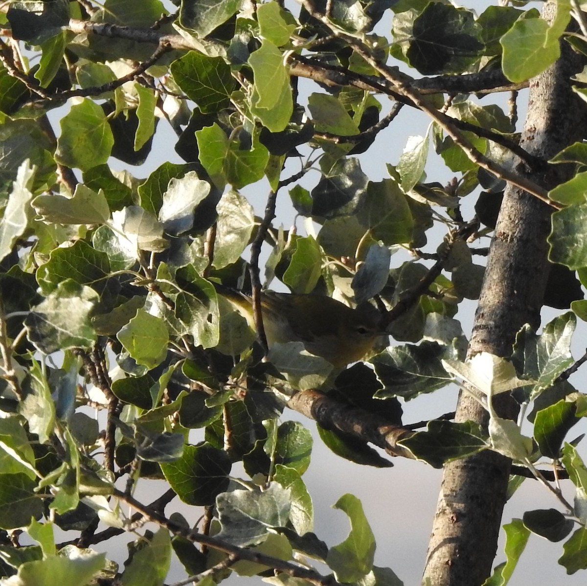 Tennessee Warbler - ML642917698
