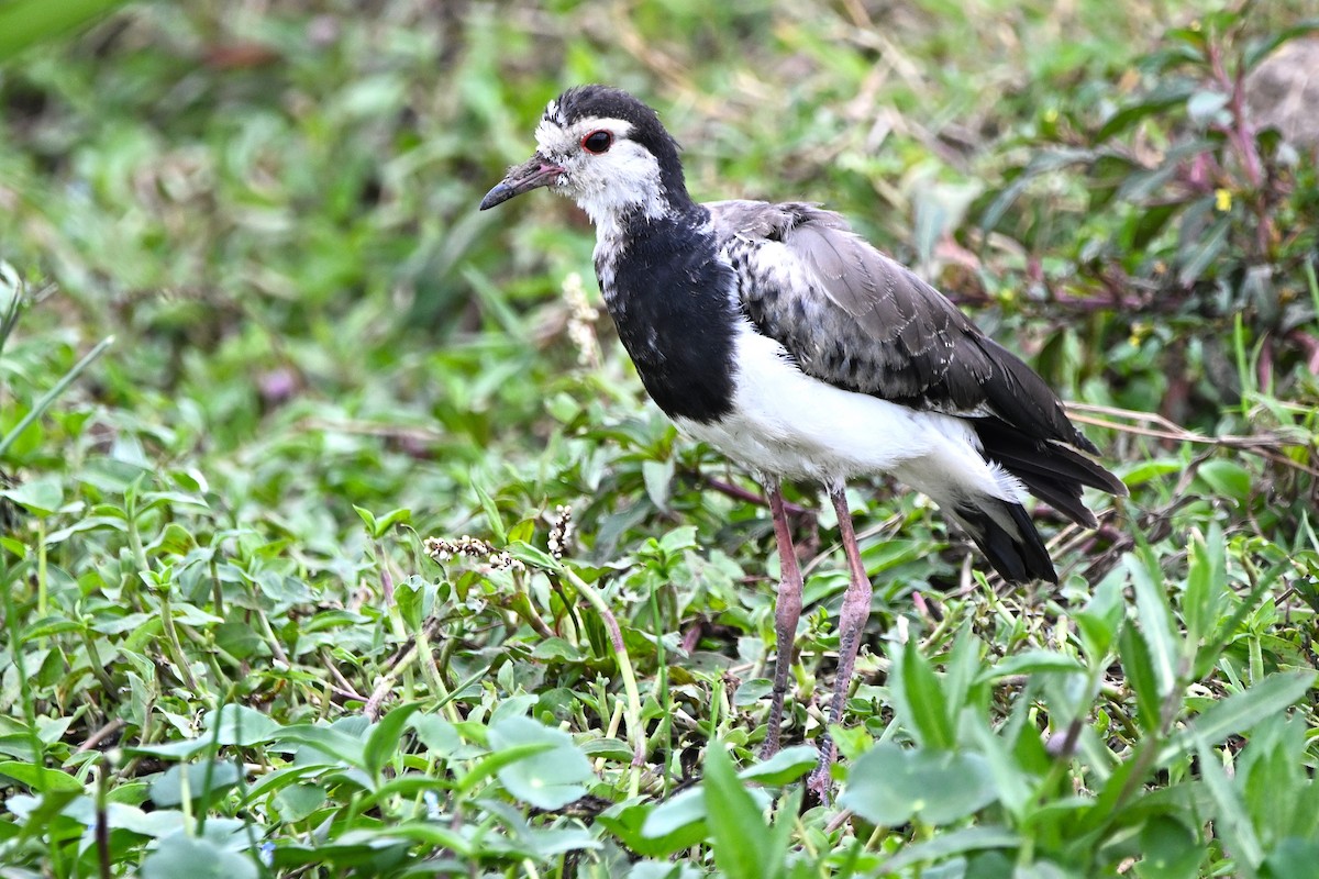 Long-toed Lapwing - ML642917704