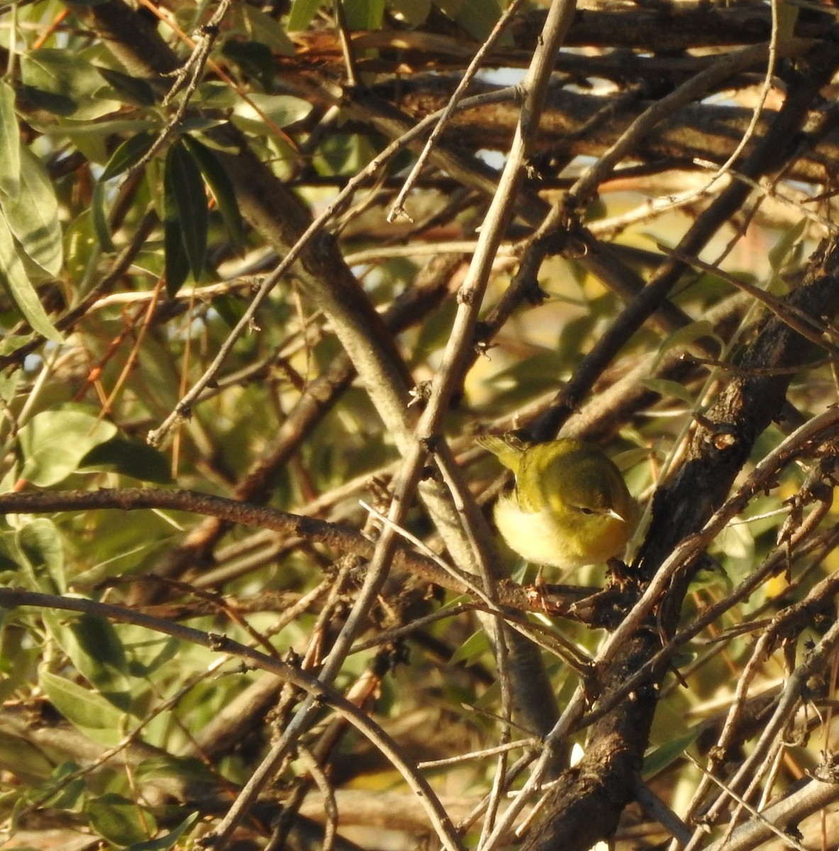 Tennessee Warbler - ML642917706
