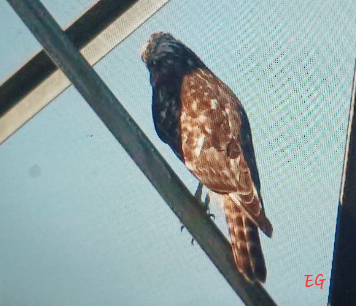Red-shouldered Hawk - ML642917709