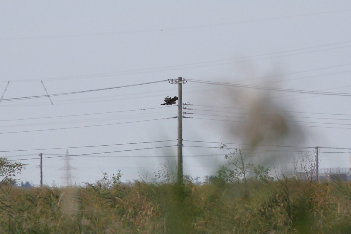 チュウヒ - ML642917719