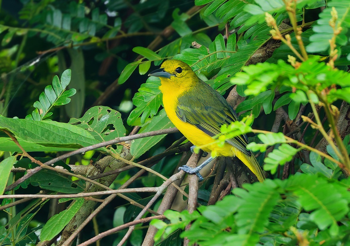 Iora de Lafresnaye - ML642917735