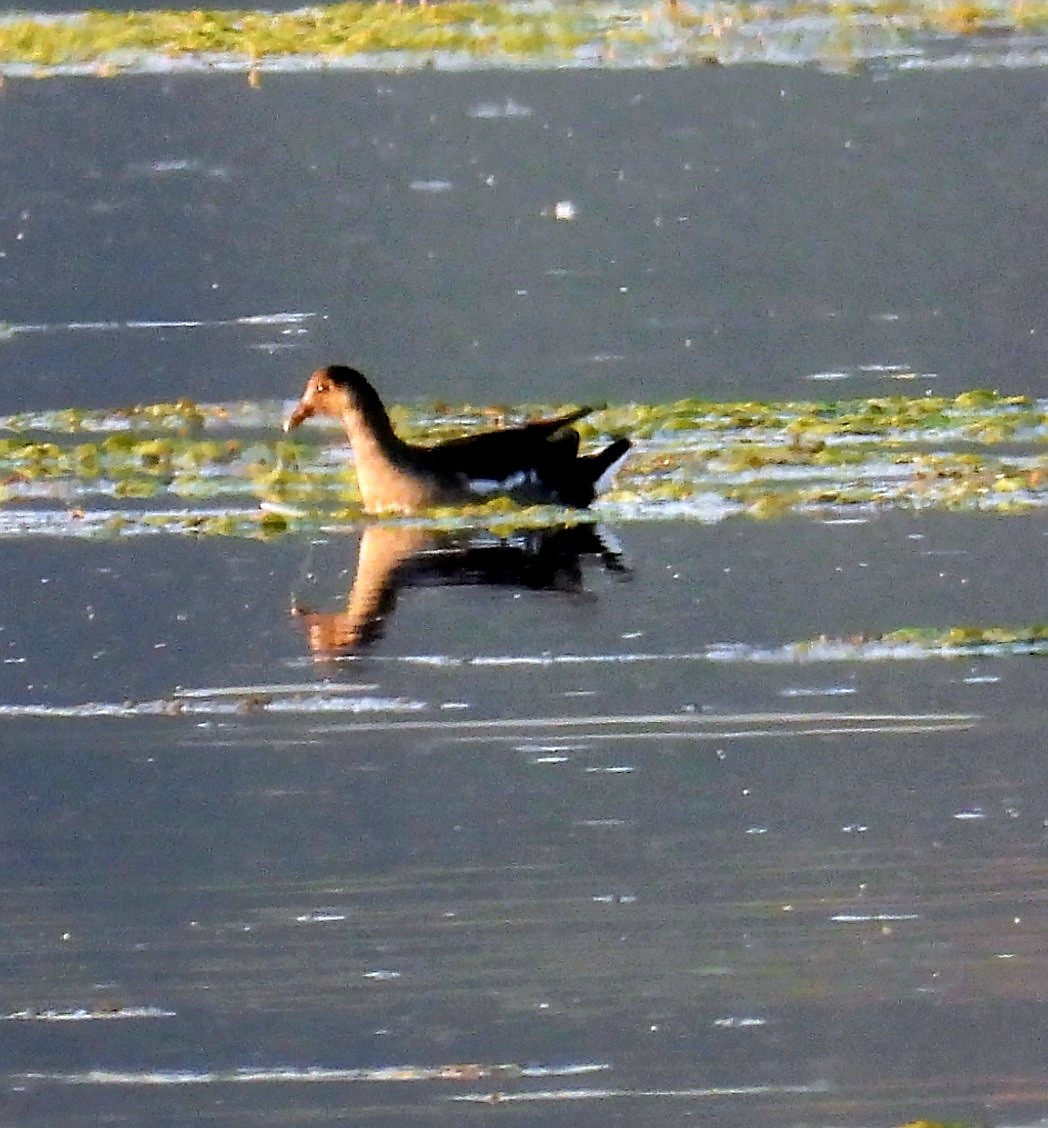 Common Gallinule - ML642917782